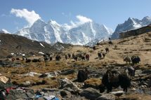 IMG_8234 viele Yaks Lobuche.jpg